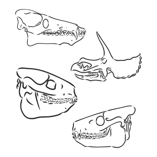 Caveira de dinossauro. Desenho de crânio dinossauro esqueleto vetor —  Vetores de Stock