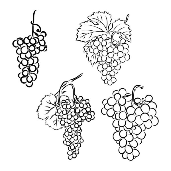 Vector monochrome illustration of grapes logo. Many similarities to the authors profile