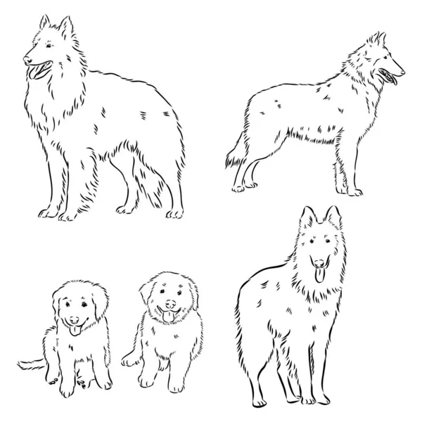 Skica belgického ovčáckého psa, ručně kreslená ilustrace. — Stockový vektor