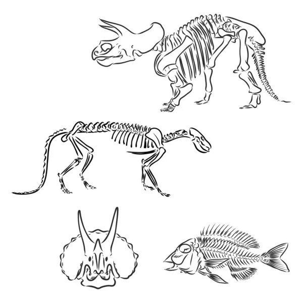 Czaszka dinozaura. Rysunek wektora szkieletu dinozaura T-Rex Skull — Wektor stockowy