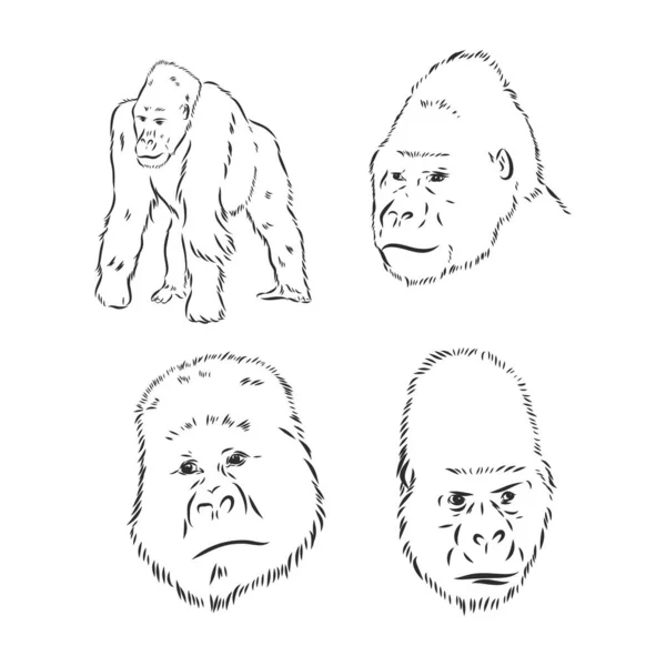 Gorila de montaña - una especie en peligro de extinción de animales del Libro Rojo - ilustración vectorial aislada en blanco — Archivo Imágenes Vectoriales
