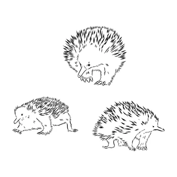 Echidna, animal australiano ilustración lineal dibujada a mano. Vector. — Vector de stock