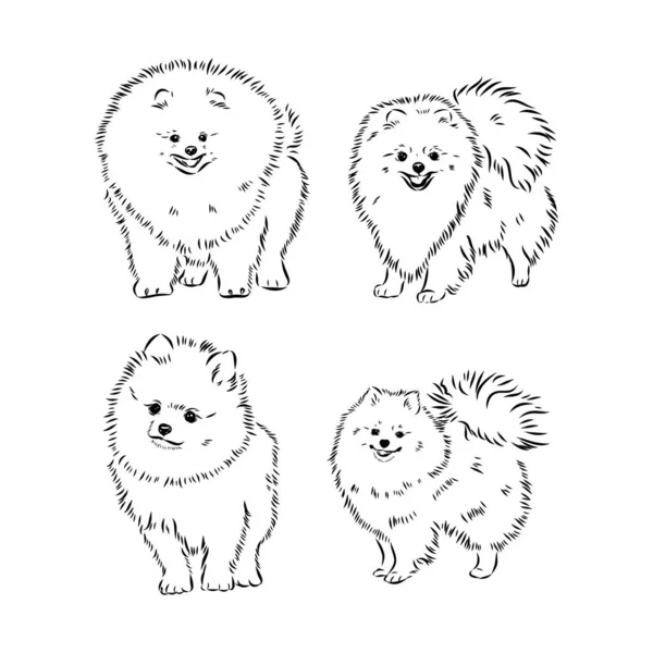 Vector spitz sketch perro. esbozo vectorial spitz — Archivo Imágenes Vectoriales