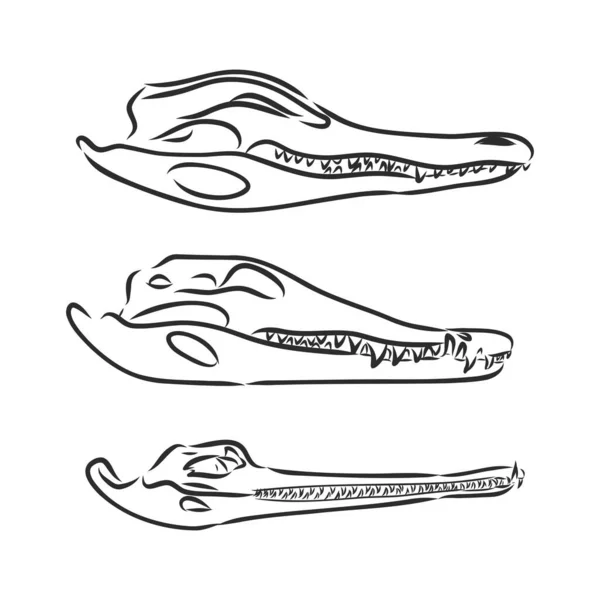 Dinosaurusschedel. Tekening van T-Rex Skull dinosaurus skelet vector — Stockvector