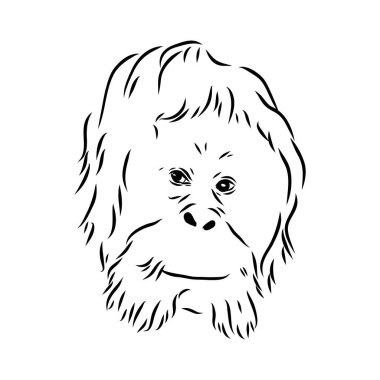 Vektör çizimi. El çizimi gerçekçi bir maymun çizimi, orangutan