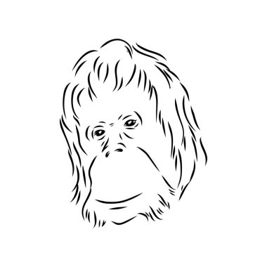 Vektör çizimi. El çizimi gerçekçi bir maymun çizimi, orangutan
