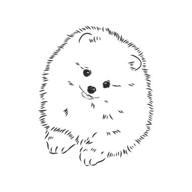 Pomeranian köpek eli çizimi. Beyaz arka planda safkan köpek suratı.