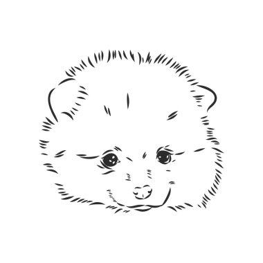 Pomeranian köpek eli çizimi. Beyaz arka planda safkan köpek suratı.