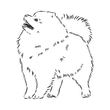 Pomeranian köpek eli çizimi. Beyaz arka planda safkan köpek suratı.