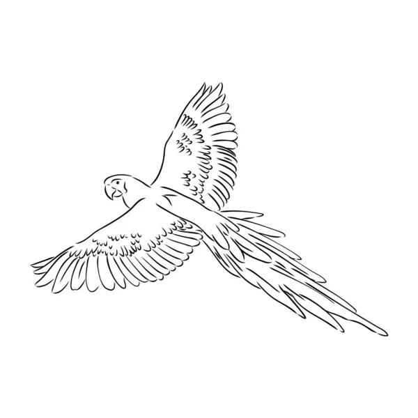 Vector kaketoe silhouet geïsoleerd op witte achtergrond. Tropische vogel illustratie. Met de hand getekende papegaai met kuif. Cacatuidae familie, Cacatuoidea superfamilie, Psittaciformes orde, Aves klasse vogelkunst — Stockvector