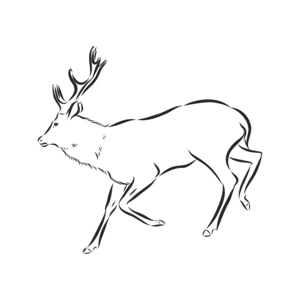 Vector - Deer - hand draw , isolated on background — Stock Vector