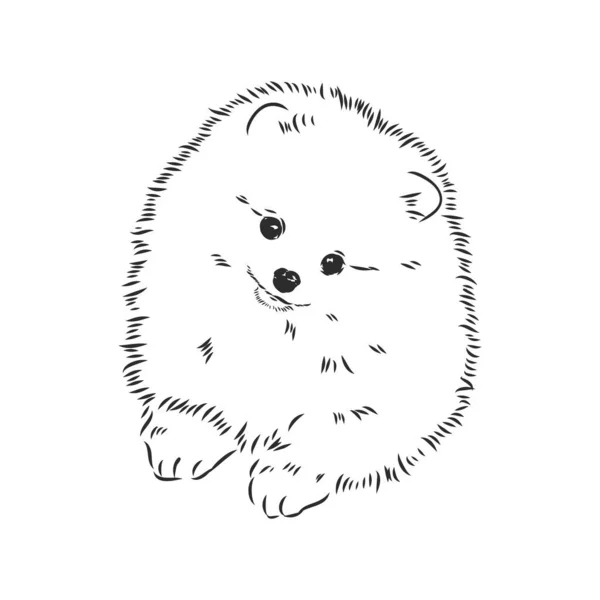 Pomeranian cão mão desenhada esboço. Purebred lap dog face no fundo branco. — Vetor de Stock