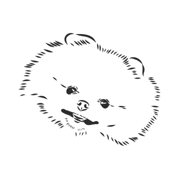 Pomeranian cão mão desenhada esboço. Purebred lap dog face no fundo branco. — Vetor de Stock