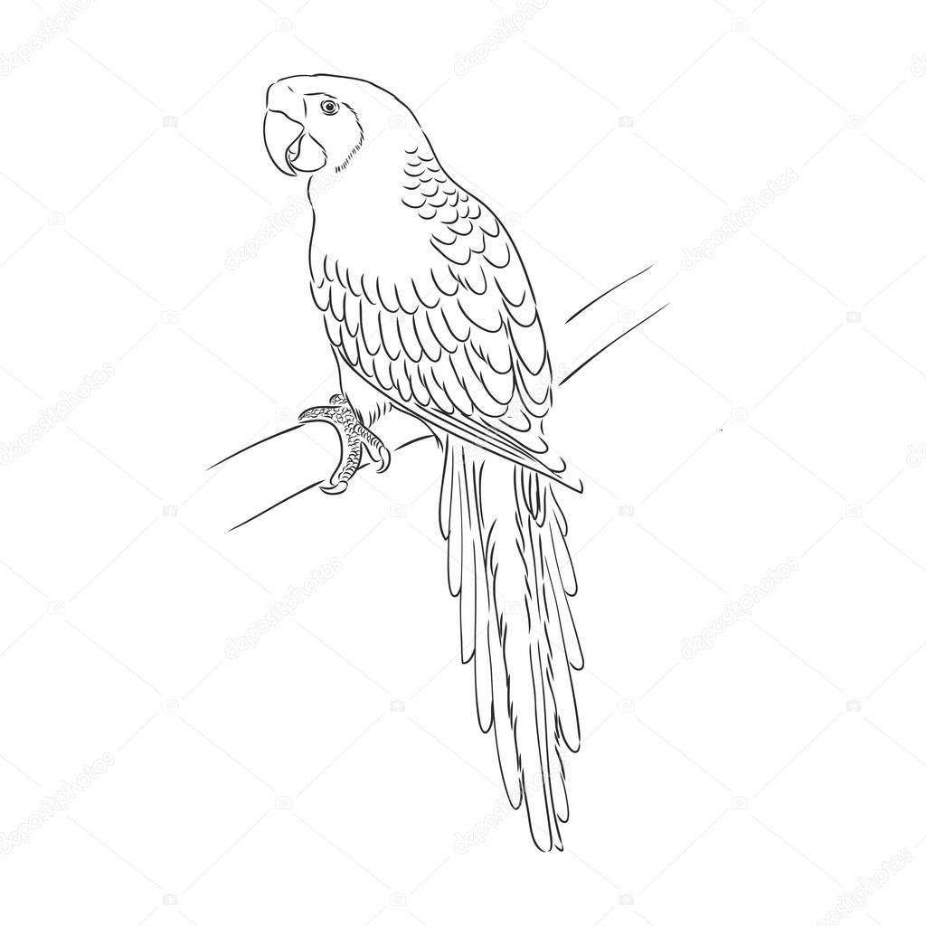 Vector cockatoo silhouette isolated on white background. Tropical bird illustration. Hand drawn parrot with crest. Cacatuidae family, Cacatuoidea superfamily, Psittaciformes order, Aves class bird art