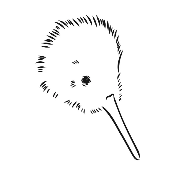 Hand drawn, sketch, cartoon illustration of kiwi — Stock Vector