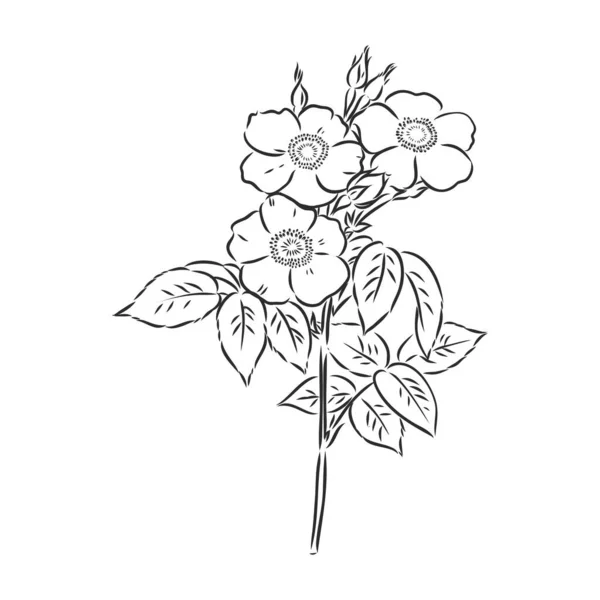 Flor de peônia vetorial isolada sobre fundo branco. Elemento para design. Linhas e traços de contorno desenhados à mão. —  Vetores de Stock
