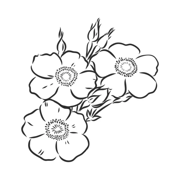 Vector Pfingstrose Blume isoliert auf weißem Hintergrund. Element für Design. Handgezeichnete Konturlinien und Striche. — Stockvektor