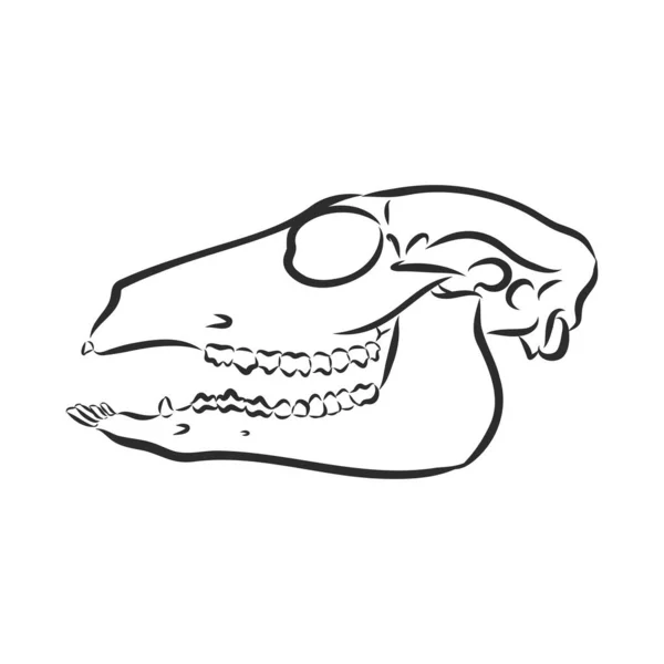 Dinosauro. Disegnato a mano. illustrazione dello schizzo vettoriale del dinosauro triceratopo — Vettoriale Stock