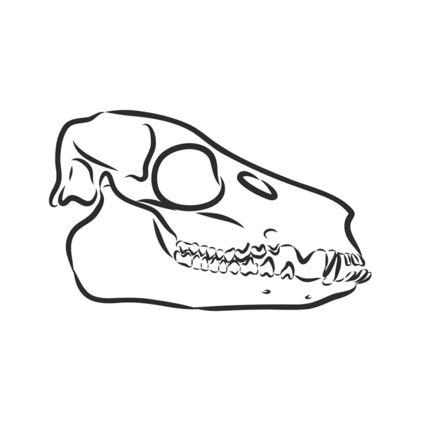 Dinosaurus.Met de hand getekend. triceratops dinosaurus vector schets illustratie — Stockvector