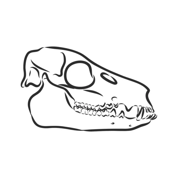 Dinosaurier.Handgezeichnet. Triceratops Dinosaurier Vektor Skizze Illustration — Stockvektor