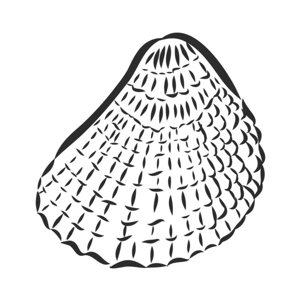 Иконки векторных морских раковин, установленные на белом фоне — стоковый вектор