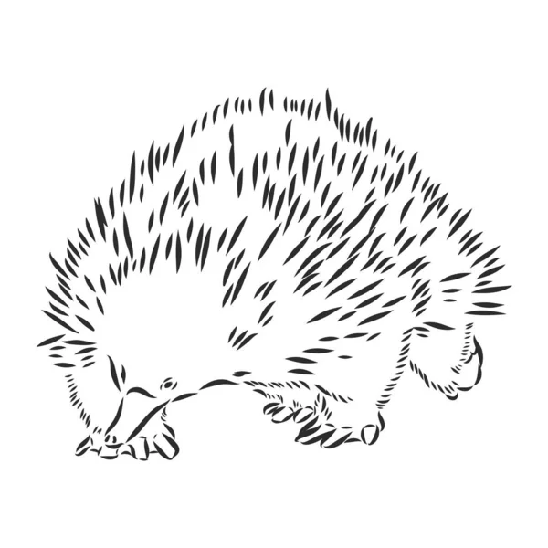 Echidna, ilustrație australiană de mână liniară desenată. Vector . — Vector de stoc