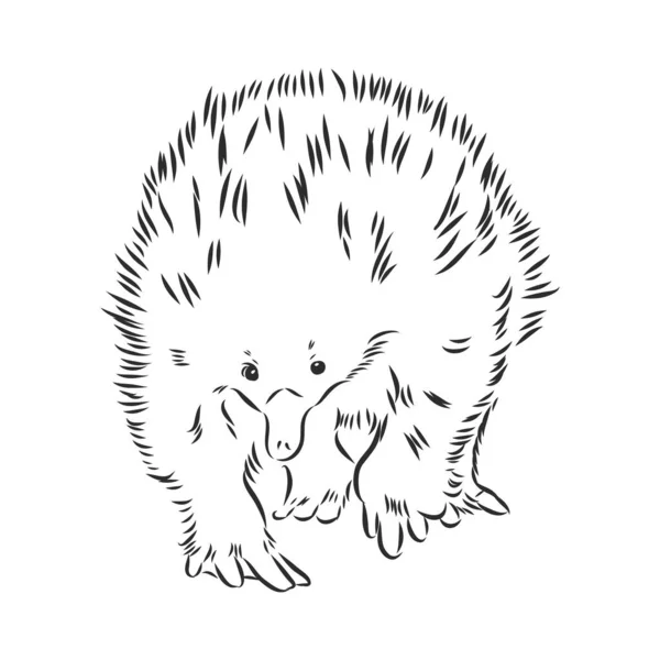 Echidna, Australische dier lineaire hand getekend illustratie. Vector. — Stockvector