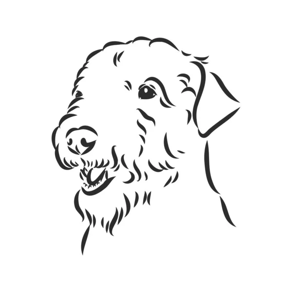 Airedale Terrier Dog. Рисунок руки. Векторная иллюстрация — стоковый вектор