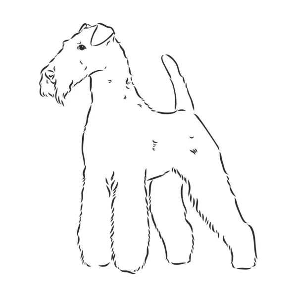 Airedale Terrier Dog. hand getrokken. Vectorillustratie — Stockvector