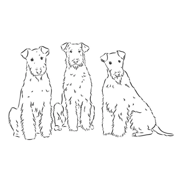 Airedale Terrier Dog. hand drawn. Vector illustration — Stock Vector