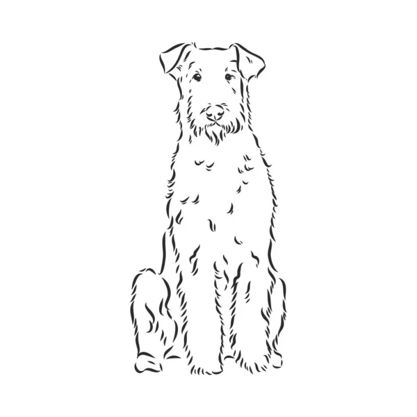 Airedale Terrier Dog. ζωγραφισμένο στο χέρι Εικονογράφηση διανύσματος — Διανυσματικό Αρχείο