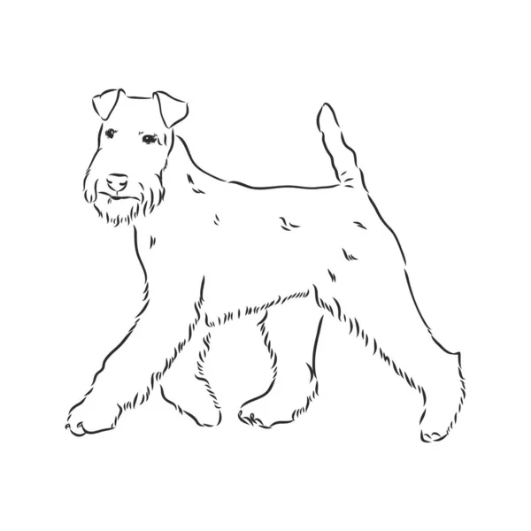 Airedale Terrier Dog. Рисунок руки. Векторная иллюстрация — стоковый вектор