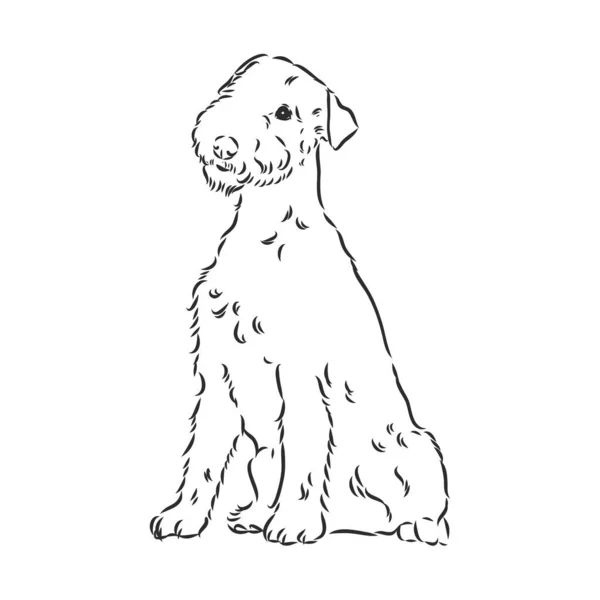 Airedale Teriyer Köpeği. El çizimi. Vektör illüstrasyonu — Stok Vektör