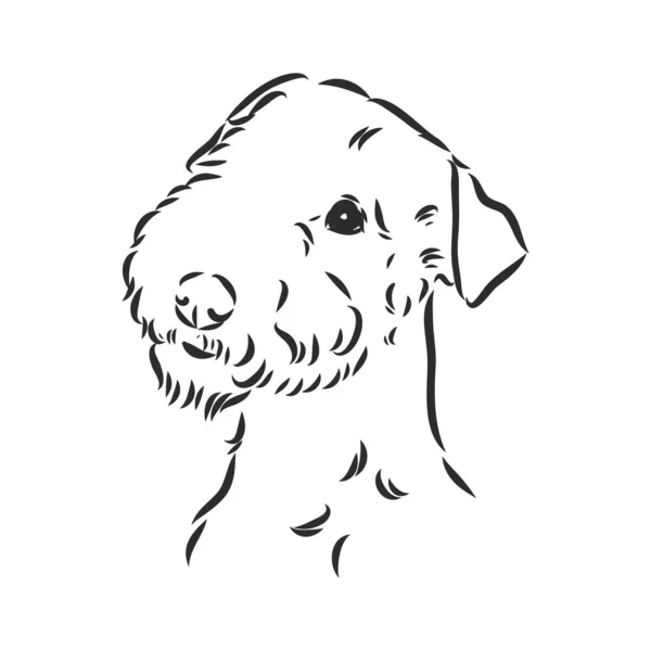 Airedale Terrier Dog. Handgezeichnet. Vektorillustration — Stockvektor