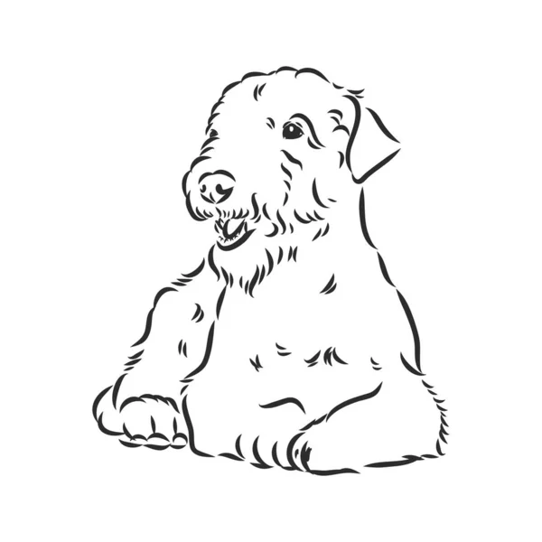 Chien Terrier Airedale. dessiné à la main. Illustration vectorielle — Image vectorielle