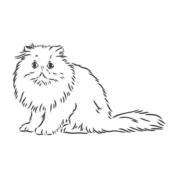 Dibujo a mano Persa gato vector versión Persa gato vector boceto — Vector de stock