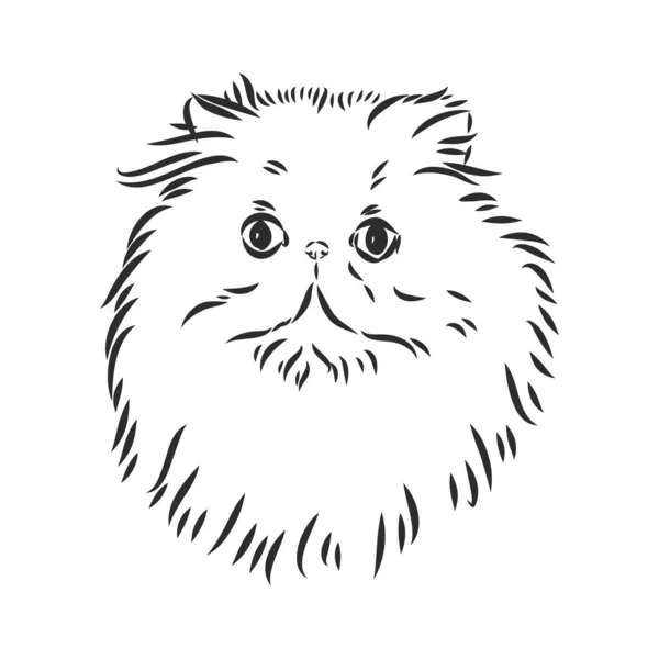 Disegno a mano gatto persiano versione vettoriale gatto persiano schizzo vettoriale — Vettoriale Stock