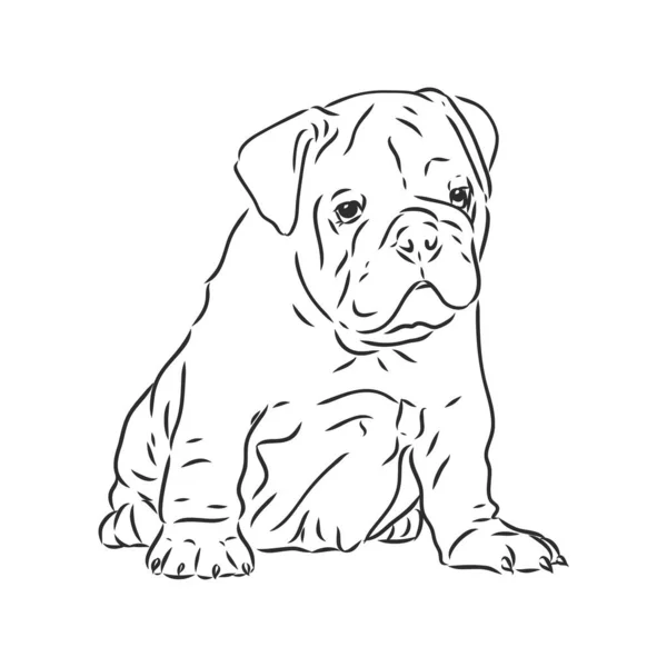 Arte de linha de bulldog francês com três diferenças de rosto —  Vetores de Stock