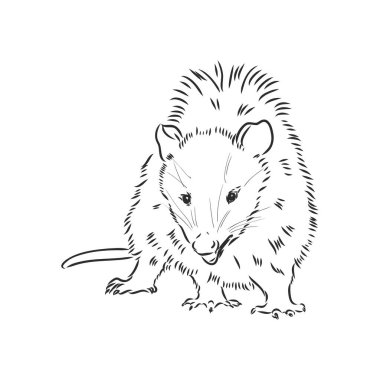 Vektör çizimi keseli sıçan ağzı keseli sıçan vektör illüstrasyonu