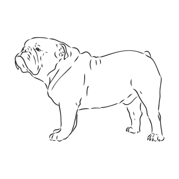 Linienkunst der französischen Bulldogge mit drei Gesichtsunterschieden — Stockvektor