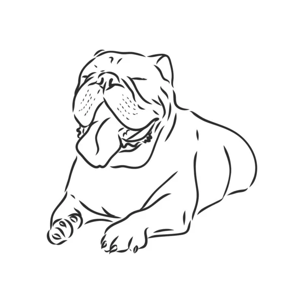 Linienkunst der französischen Bulldogge mit drei Gesichtsunterschieden — Stockvektor