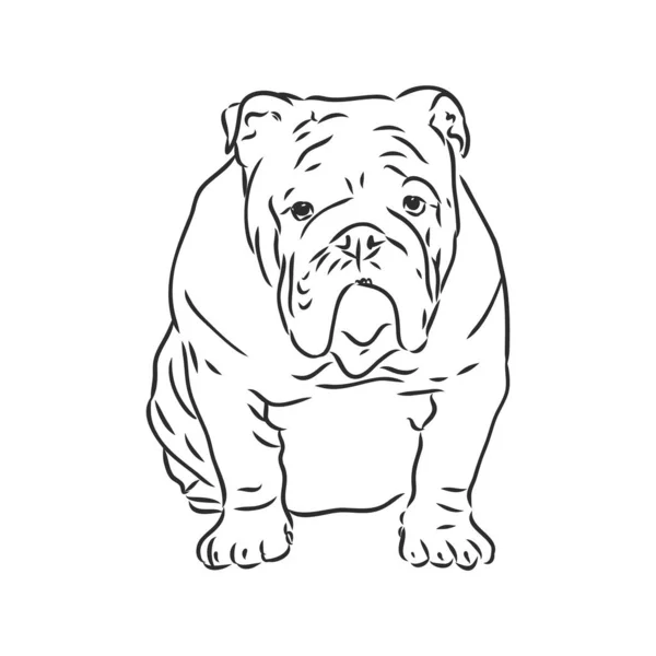 Linjekonst av fransk bulldog med tre olika ansikten — Stock vektor