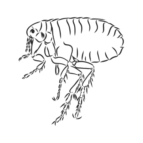 Gravura vetorial ilustração antiga da pulga isolada no fundo branco —  Vetores de Stock