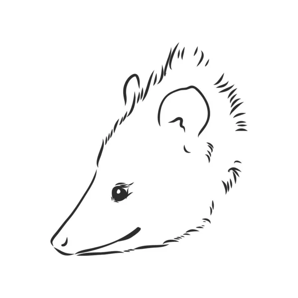 Desenho vetorial possum focinho possum vetor ilustração —  Vetores de Stock