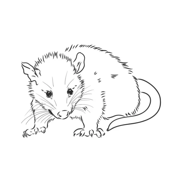 Vektor skiss possum mynning possum vektor illustration — Stock vektor