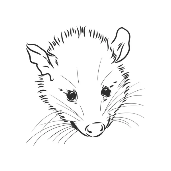 Vector sketch possum muzzle possum vector illustration — Stock Vector