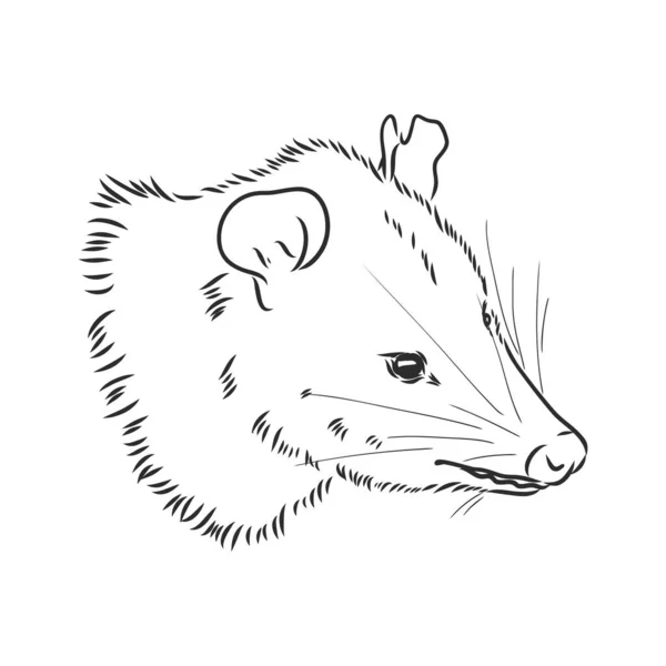 Vektorskizze Possum Maulkorb Possum Vektor Illustration — Stockvektor