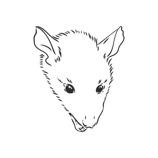 Vektor skiss possum mynning possum vektor illustration — Stock vektor