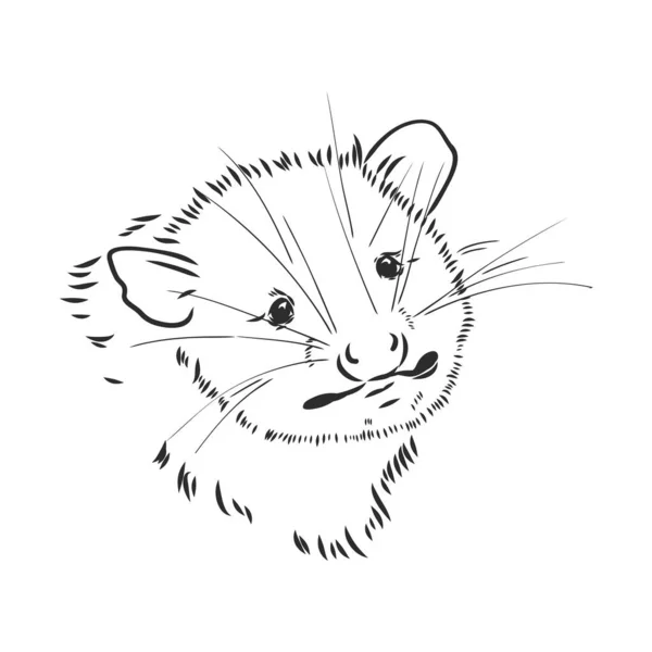 Vector sketch possum muzzle possum vector illustration — Stock Vector