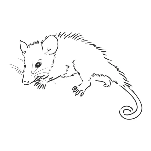 Ilustrasi vektor possum possum moncong possum - Stok Vektor